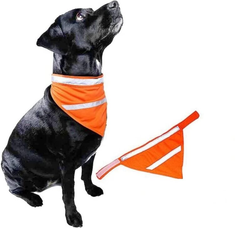 Oransj refleks bandana / skjerf for hund (L)